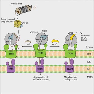 Protein Quality Control at the Mitochondrial Surface